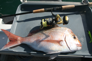 Okuma Salina spin reels